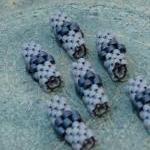 Rainy Mood Beaded beads. Gr..